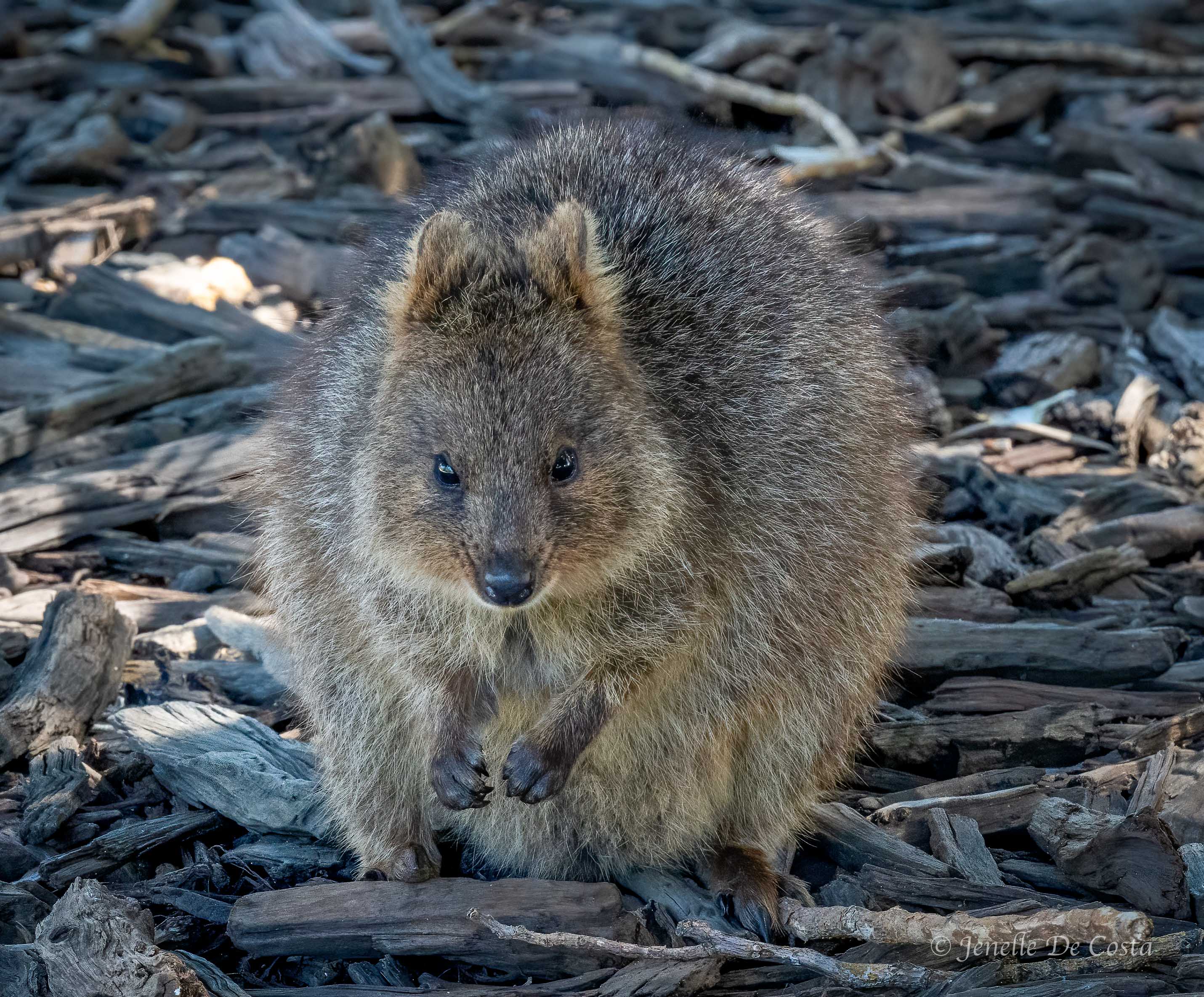 Quokka, Wadjemup - Rottnest Island, Western Australia